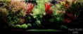 /album/umiestnenie-hygrophila-polysperma-rosanervig-/hygrophila-polysperma-4-jpg/